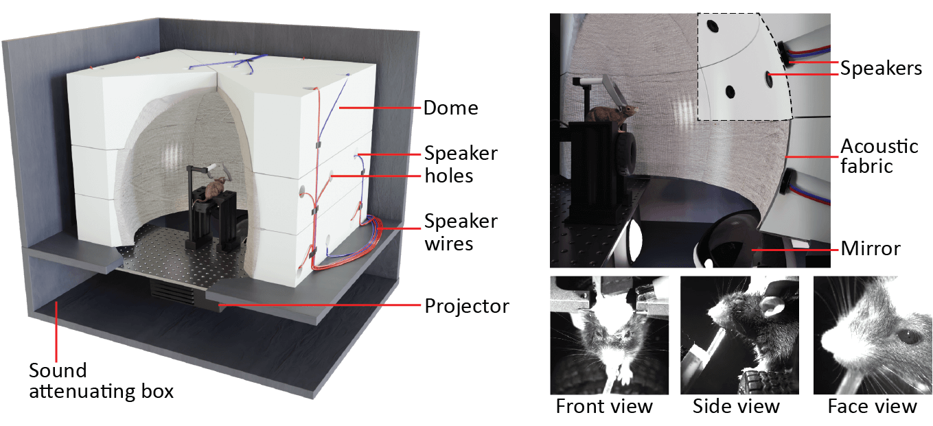 Audiovisual behaviour chamber