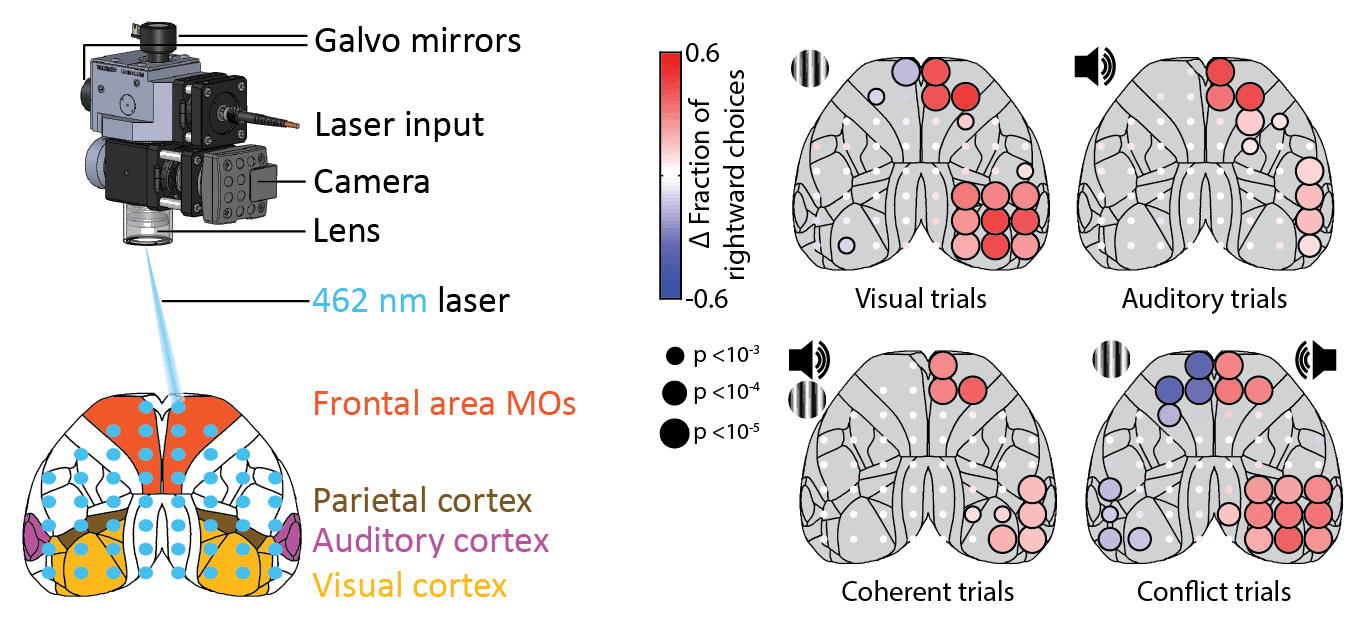 Optogenetics